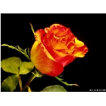 kvet-365.jpg
Poet zobrazen: 3748 (6540.7677 dn) pr.=0.5730
Rozmr: 800 x 600 pixel
Velikost: 46.154 kB
