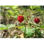 m144_4463.jpg
Poet zobrazen: 3778 (6537.4655 dn) pr.=0.5779
Rozmr: 1600 x 1200 pixel
Velikost: 434.648 kB