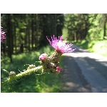 m144_4466.jpg
Poet zobrazen: 3389 (6537.2264 dn) pr.=0.5184
Rozmr: 1600 x 1200 pixel
Velikost: 414.456 kB