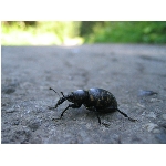 m144_4472.jpg
Poet zobrazen: 3447 (6537.0756 dn) pr.=0.5273
Rozmr: 1600 x 1200 pixel
Velikost: 404.579 kB