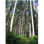 m145_4510.jpg
Poet zobrazen: 3777 (6537.3710 dn) pr.=0.5778
Rozmr: 1200 x 1600 pixel
Velikost: 990.47 kB