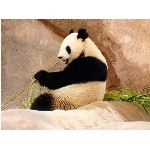 panda.jpg
Poet zobrazen: 3576 (6536.3227 dn) pr.=0.5471
Rozmr: 1024 x 768 pixel
Velikost: 92.758 kB
