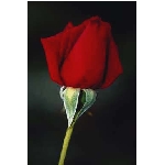 rose6v.jpg
Poet zobrazen: 3666 (6541.0532 dn) pr.=0.5605
Rozmr: 256 x 384 pixel
Velikost: 5.997 kB