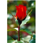 rose7v.jpg
Poet zobrazen: 3480 (6541.0644 dn) pr.=0.5320
Rozmr: 256 x 384 pixel
Velikost: 10.813 kB