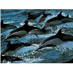 delfini.jpg
Poet zobrazen: 3127 (6531.9712 dn) pr.=0.4787
Rozmr: 1024 x 768 pixel
Velikost: 166.284 kB