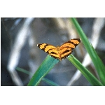 motyl.jpg
Poet zobrazen: 3399 (6534.2474 dn) pr.=0.5202
Rozmr: 1068 x 706 pixel
Velikost: 62.043 kB